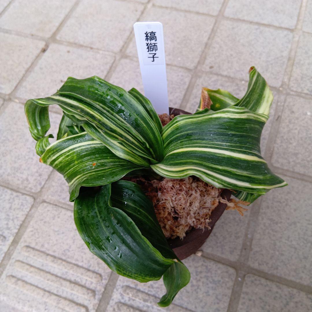 万年青 おもと 縞獅子 - メルカリ