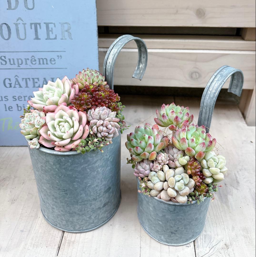 専用ページ　　多肉植物　寄せ植え　ブリキハンギング2 ·͜· ꕤ︎︎