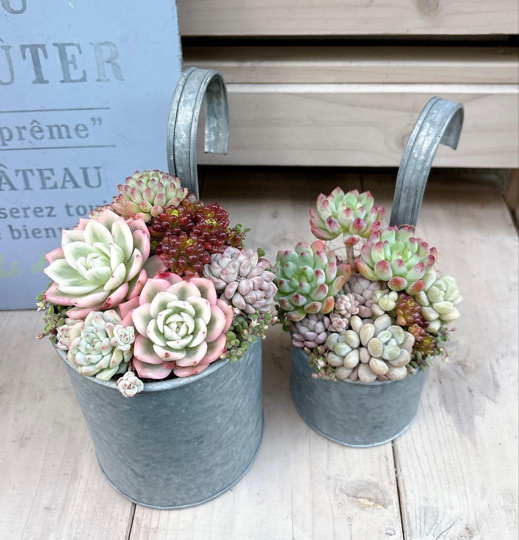専用ページ　　多肉植物　寄せ植え　ブリキハンギング2 ·͜· ꕤ︎︎