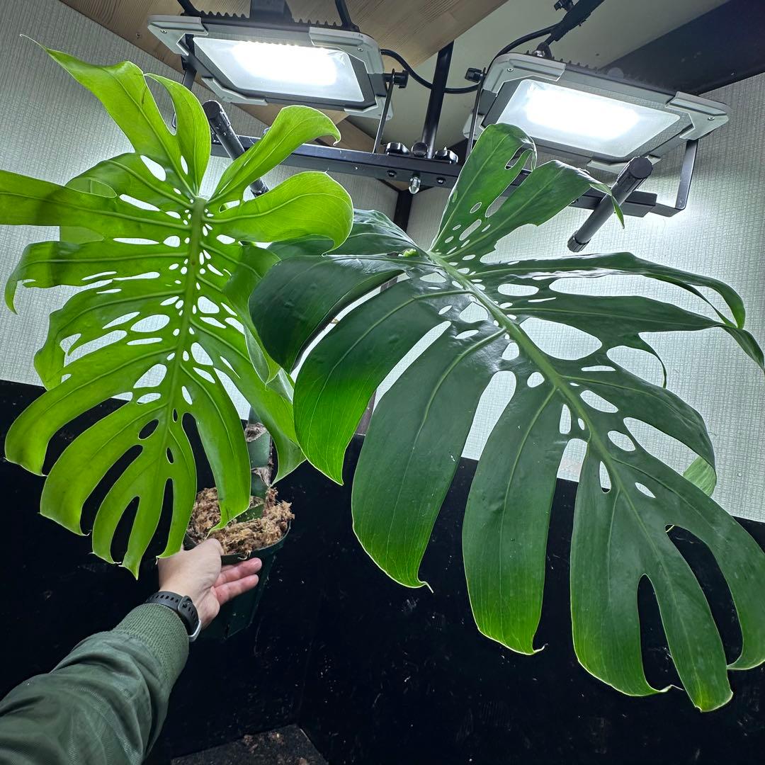 H*K様 モンステラデリシオーサマクロコズム超希少系統鉢植え85㎝