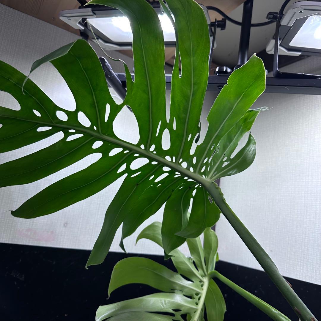 H*K様 モンステラデリシオーサマクロコズム超希少系統鉢植え85㎝