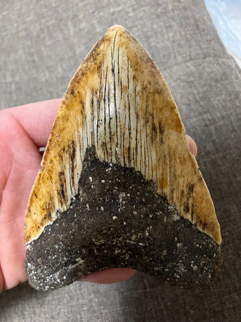 メガロドン　牙　歯　化石