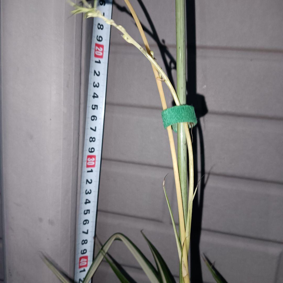 【完売御礼】オリヅルラン 4号鉢 大苗 3株 ランナー付 空気清浄 風水 ホルム