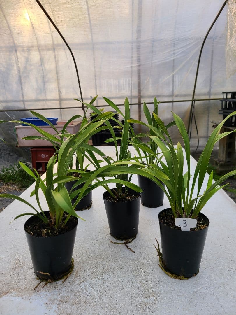 ミスマフェット。花芽1個。5鉢セット。蜜蜂誘引蘭。