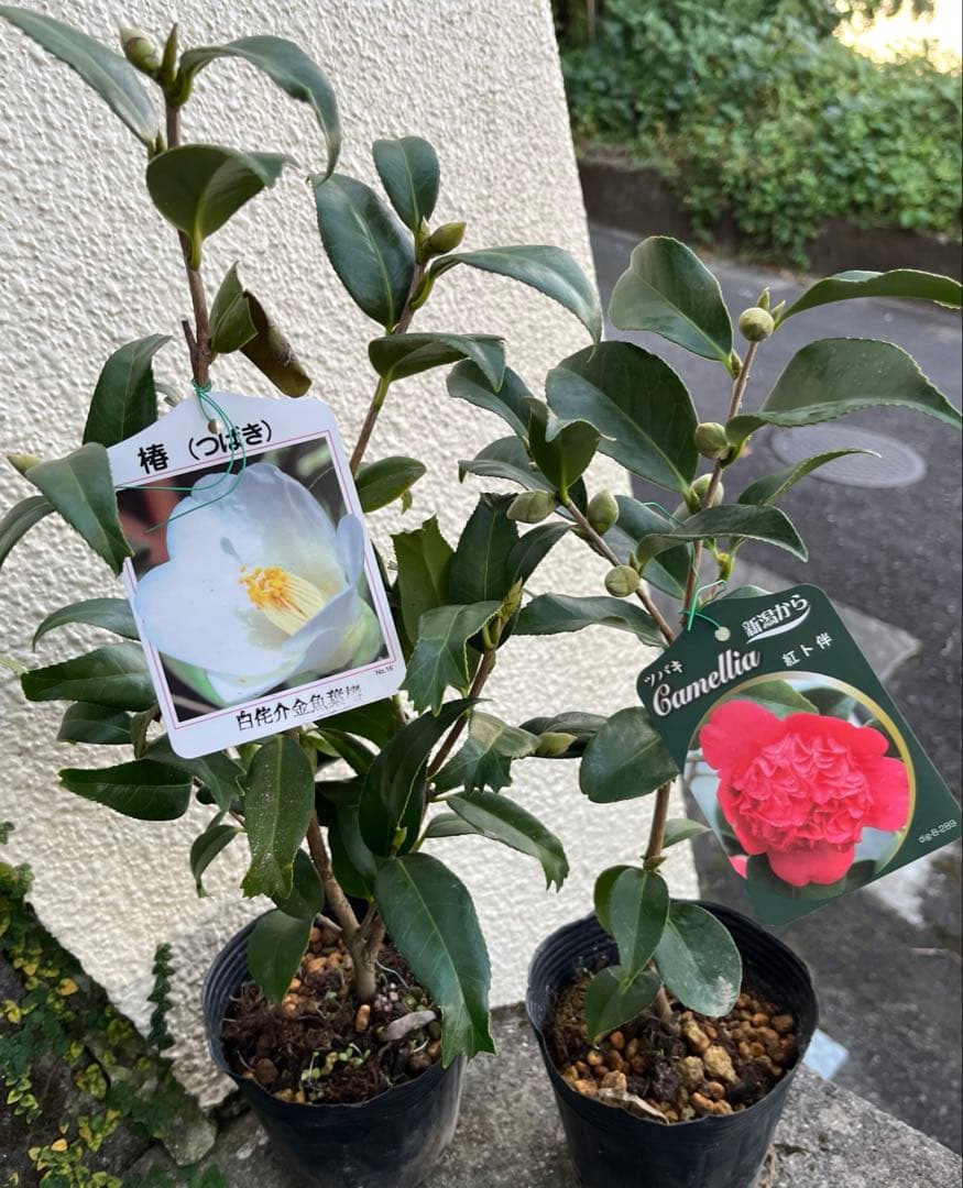 椿　紅ト伴(べにぼくはん）、白侘介金魚葉椿の2種2鉢　蕾沢山 宅急便そのまま発送