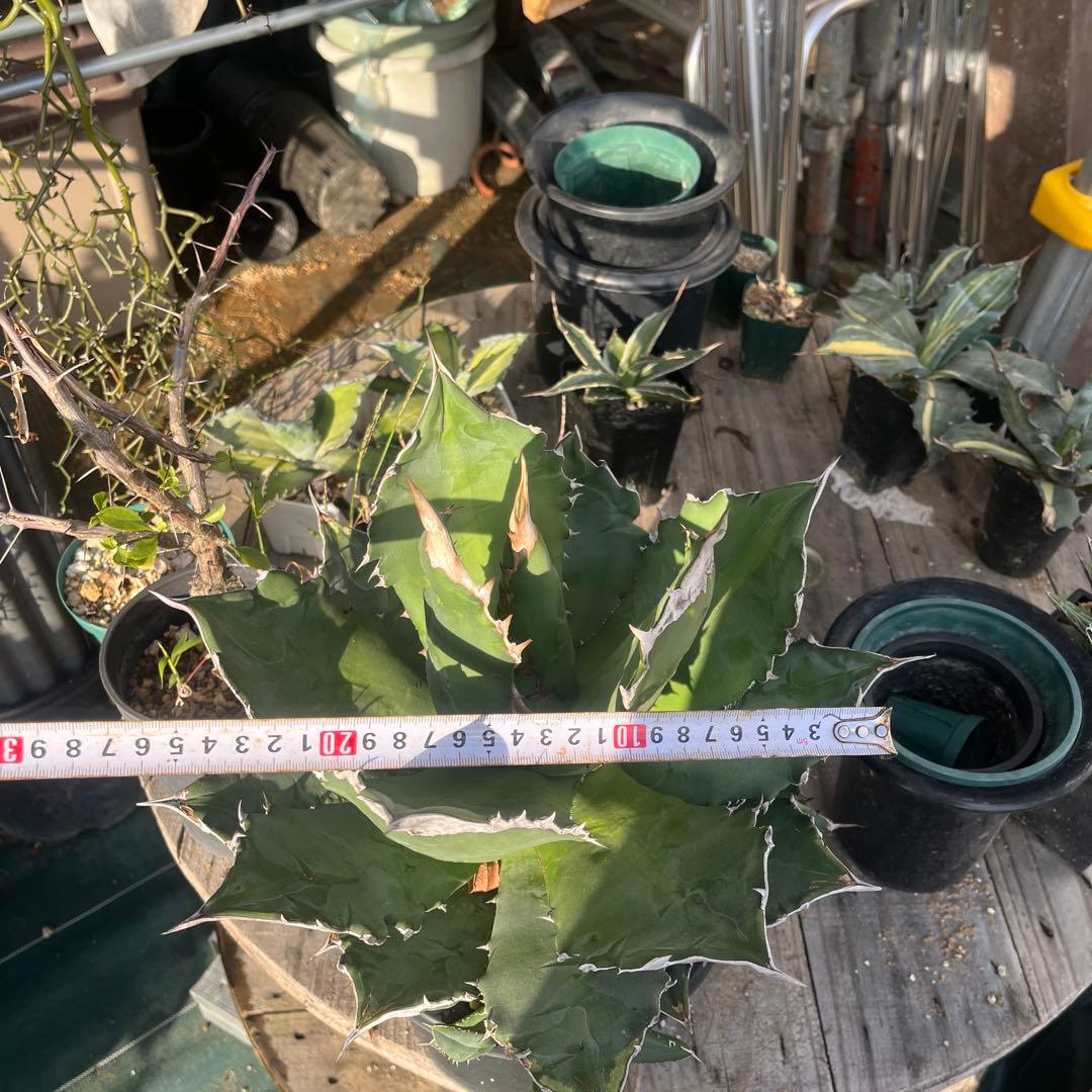 アガベ　ホワイトファイヤー　大株　子株多数　メルカリ便発送