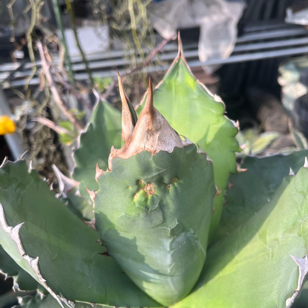 アガベ　ホワイトファイヤー　大株　子株多数　メルカリ便発送