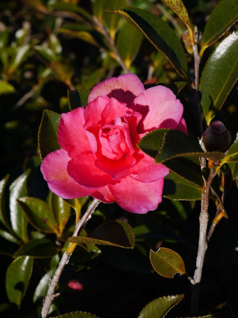 デジタルカメラ Panasonic Lumix GF5