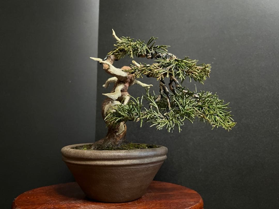 真柏盆栽　糸魚川真柏　古木　捻転シャリ　小品盆栽ミニ盆栽 樹高12cm 喜仙鉢