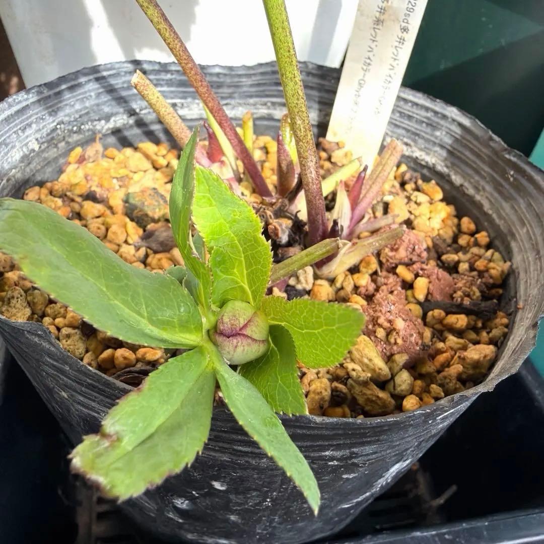 【加藤農園】クリスマスローズ　小輪sd グリーンバイカラー　《2/17》