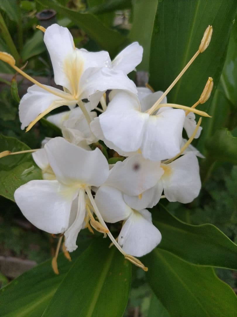 センニンソウ他　野の花　ご確認用