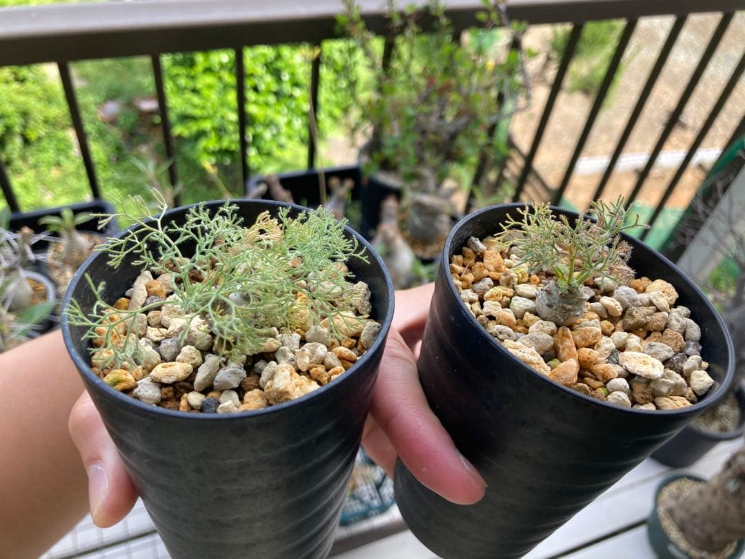 モンソニア ペニクリナム 2株セット（サルコカウロン）実生2年【鉢ごと