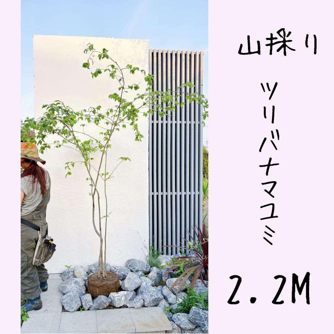 夏輝リクエスト2点