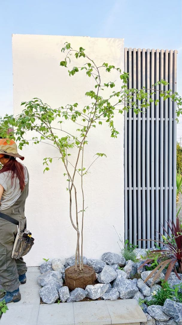 夏輝リクエスト2点