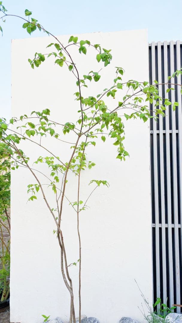 夏輝リクエスト2点