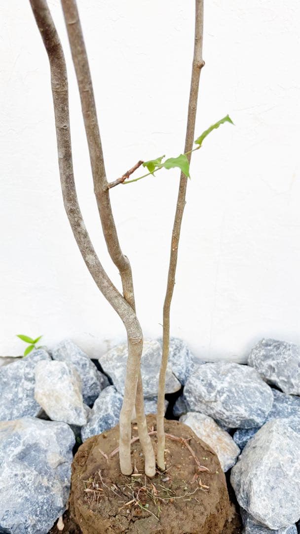 夏輝リクエスト2点