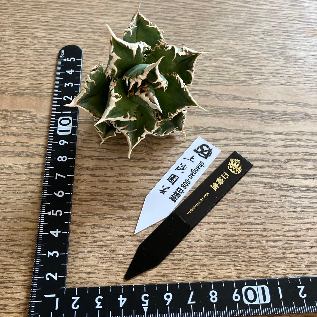 【初売り】58 匿名配送　特選　太棘　アガベ　チタノタ　白豪刺TC ②