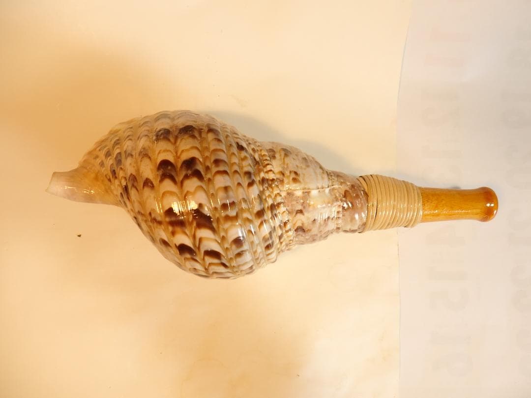 法螺貝 約32㎝ 木製歌口,新品 MH-464