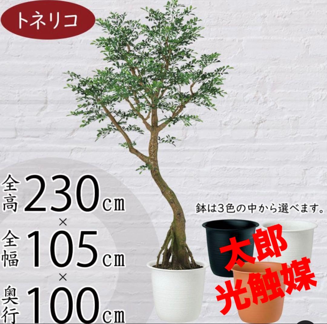 光触媒　人工観葉植物　ウォールグリーン　フェイクグリーン　トネリココアッド鉢付き