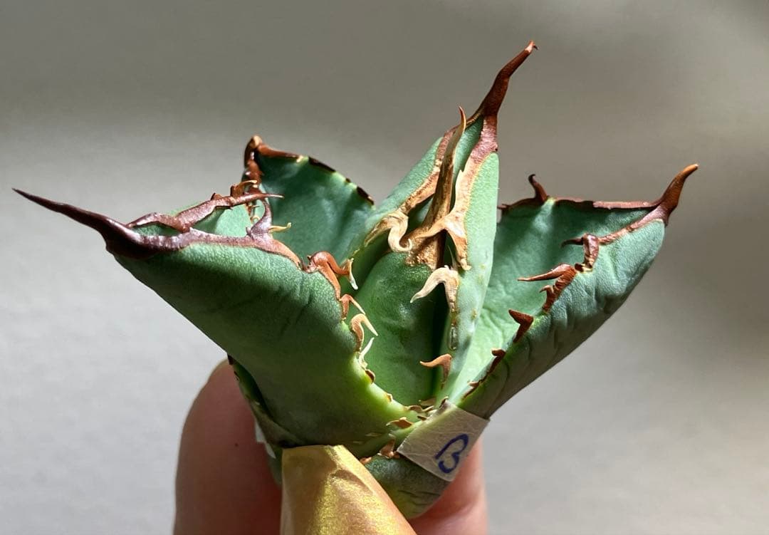 匿名配送【初売り】②REZA産　イラン株　アガベ　BLAZE ブレイズ