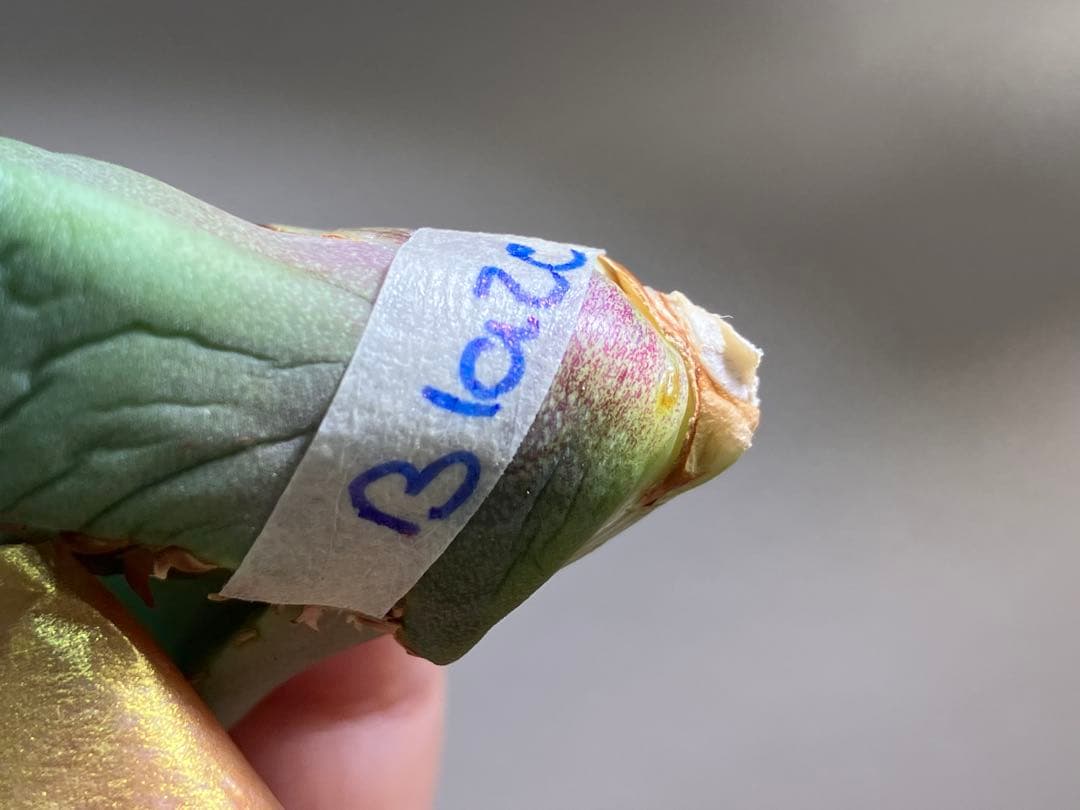 匿名配送【初売り】②REZA産　イラン株　アガベ　BLAZE ブレイズ