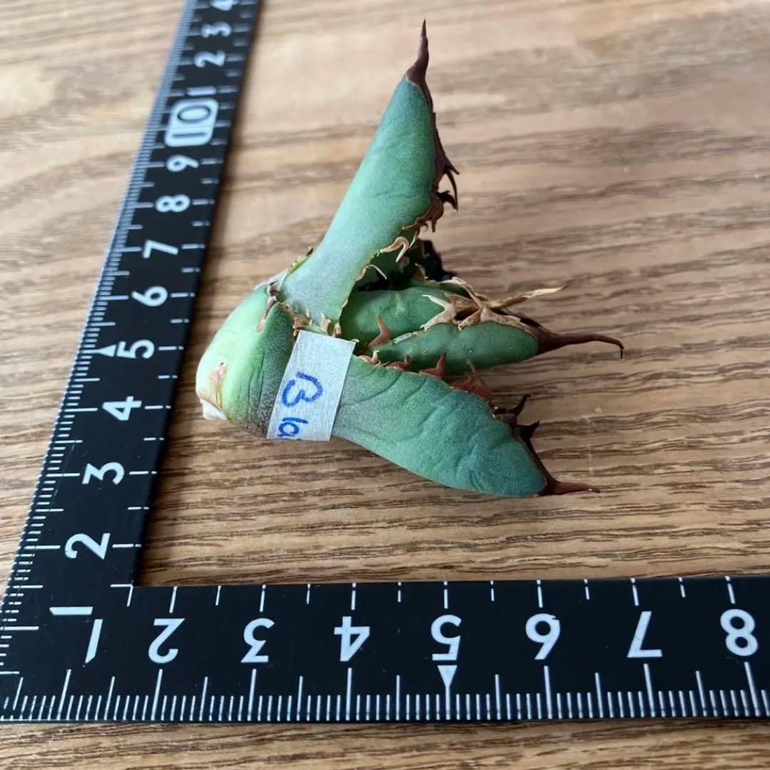 匿名配送【初売り】②REZA産　イラン株　アガベ　BLAZE ブレイズ