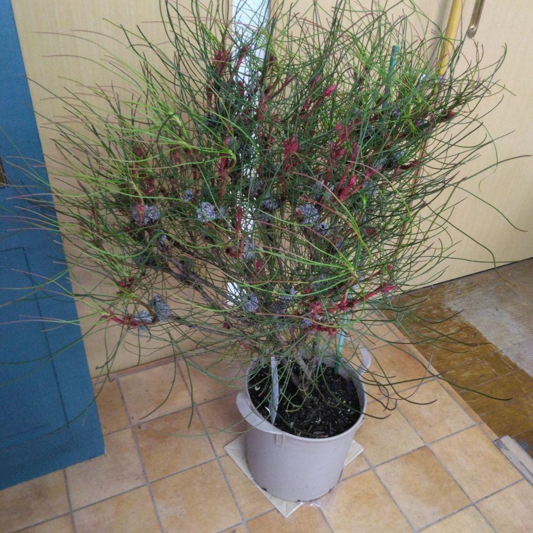 ペトロフィル　エリシフォリア