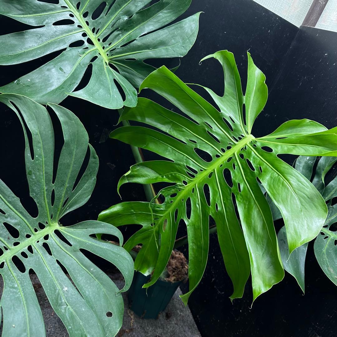 モンステラデリシオーサマクロコズム大型葉希少系統鉢植え高さ98㎝超大株