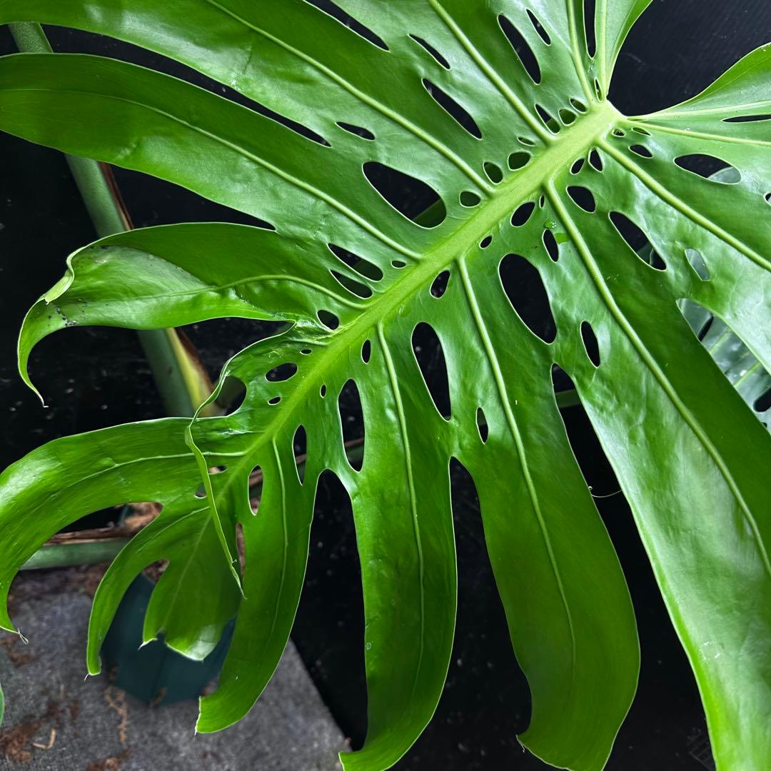 モンステラデリシオーサマクロコズム大型葉希少系統鉢植え高さ98㎝超大株