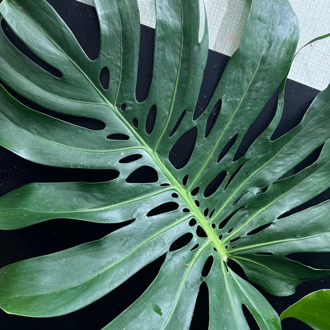 モンステラデリシオーサマクロコズム大型葉希少系統鉢植え高さ98㎝超大株