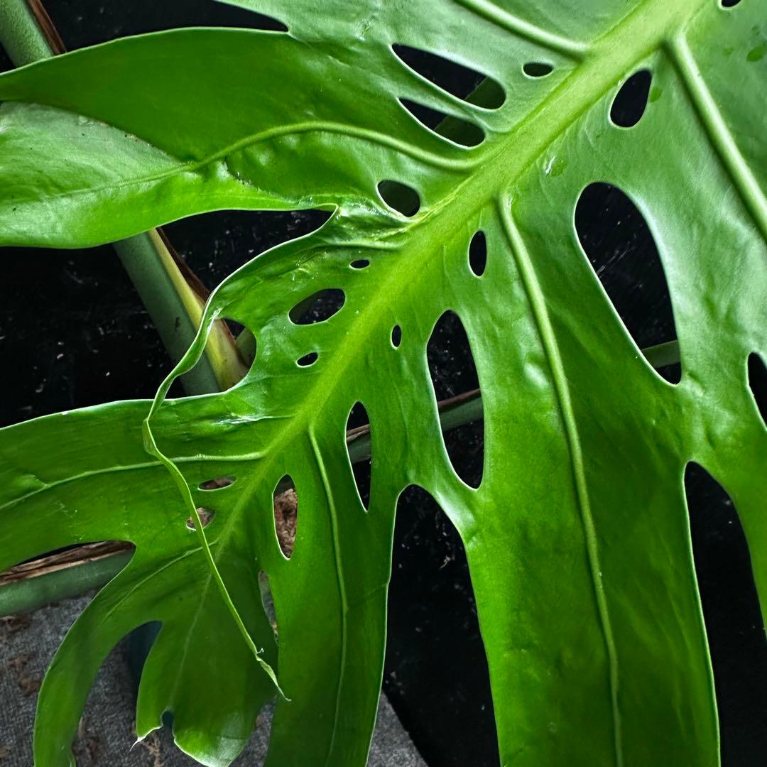 モンステラデリシオーサマクロコズム大型葉希少系統鉢植え高さ98㎝超大株