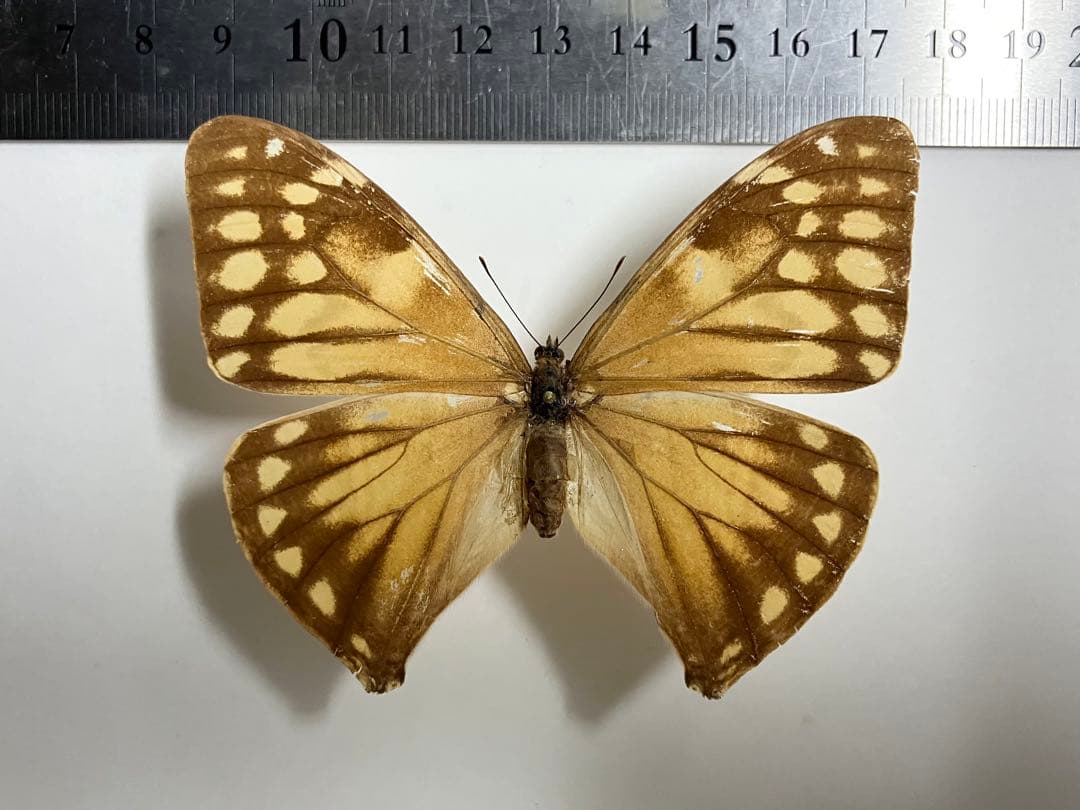 リュウキュウオオイチモンジシマゲンゴロウ15匹（西表10、石垣5）