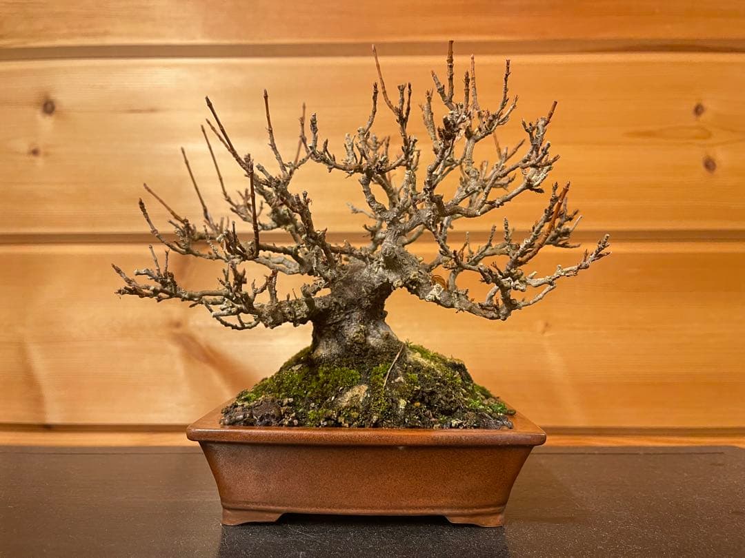 小品 盆栽 楓 カエデ