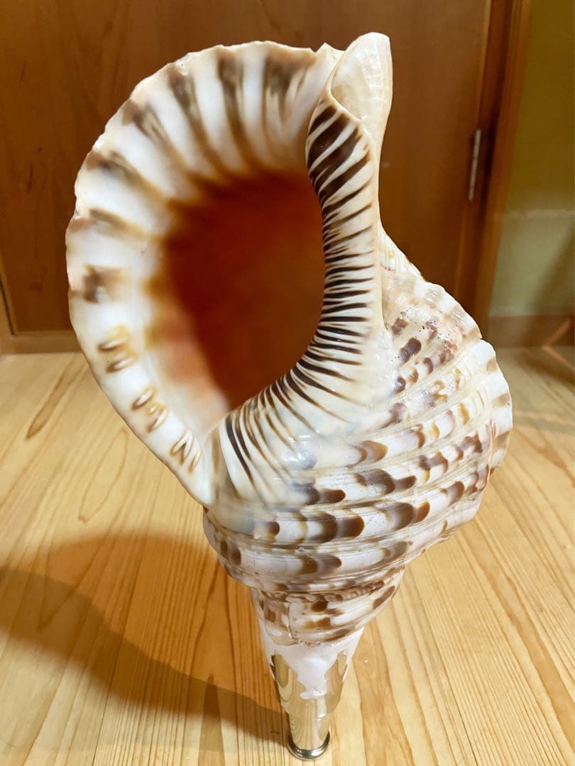 修験道法螺貝 山伏 密教 魔除け 熊よけ❣️ホラガイ ほら貝 L108288728