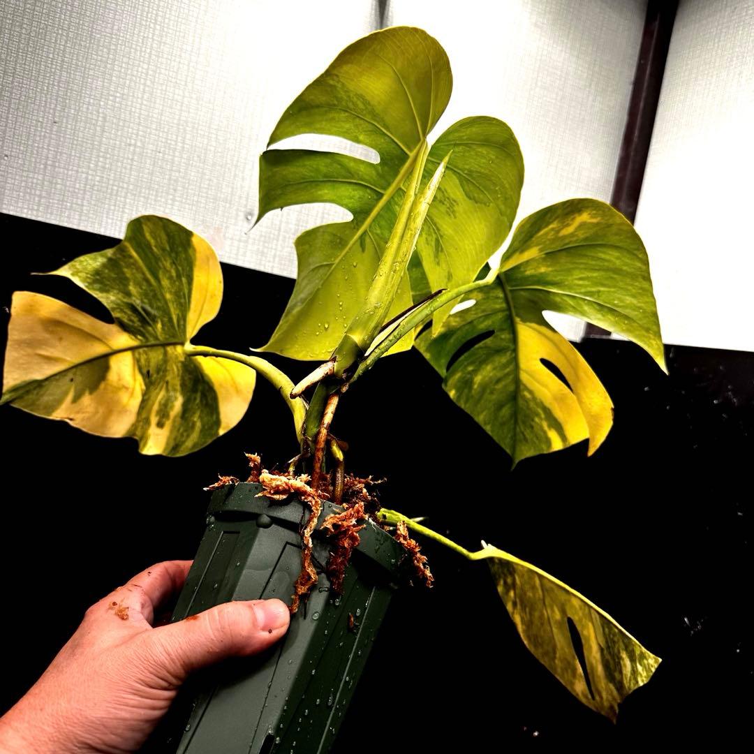 超*✿様 斑入りモンステラボルシギアナオーレア黄斑4号鉢植え発根済み安心株