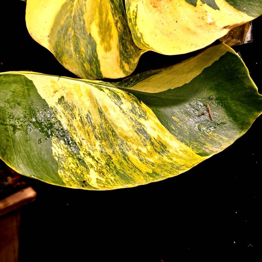 超*✿様 斑入りモンステラボルシギアナオーレア黄斑4号鉢植え発根済み安心株