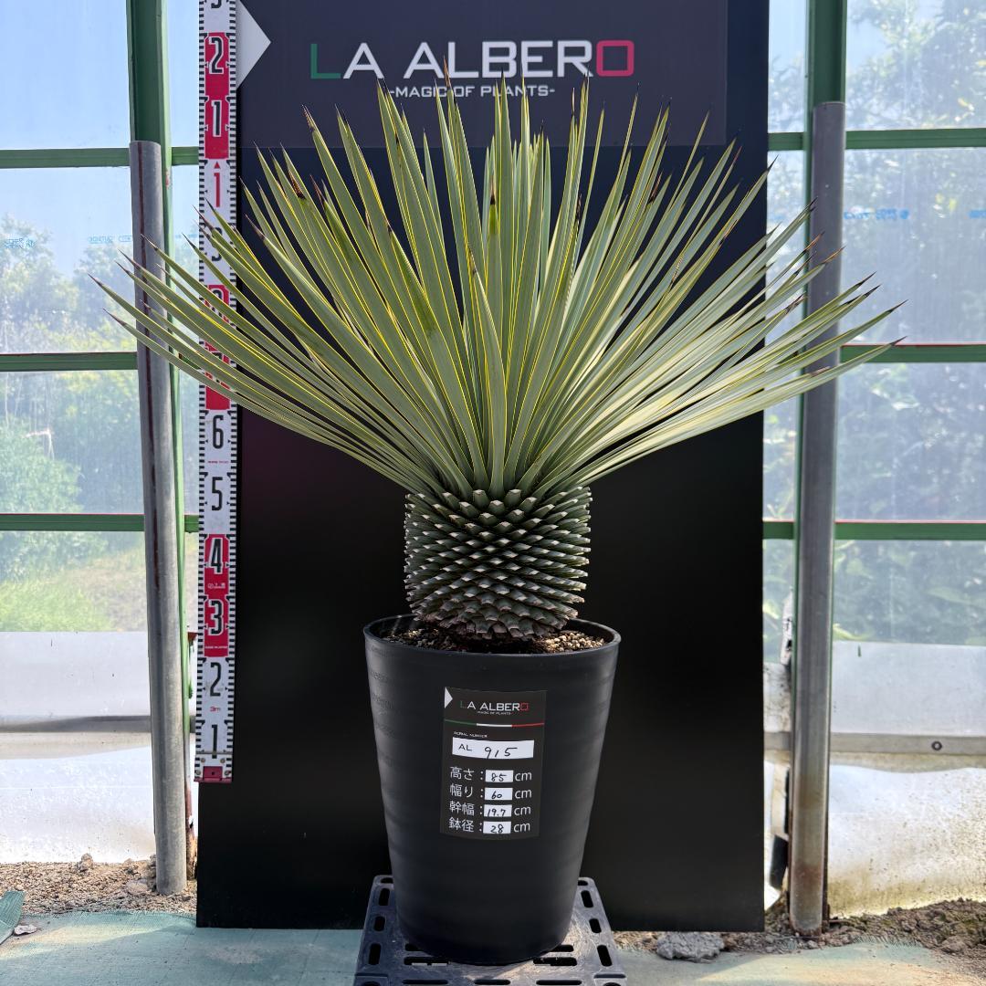 【AL915】ユッカ　ロストラータ