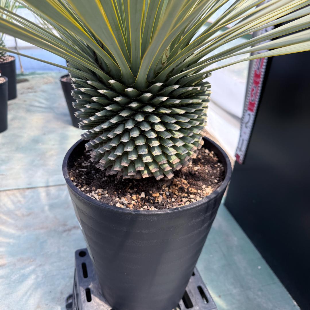 【AL915】ユッカ　ロストラータ