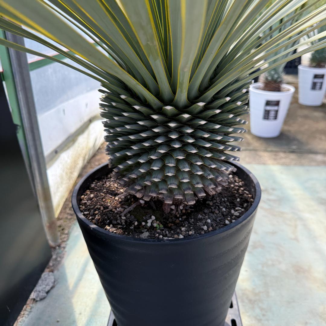 【AL915】ユッカ　ロストラータ