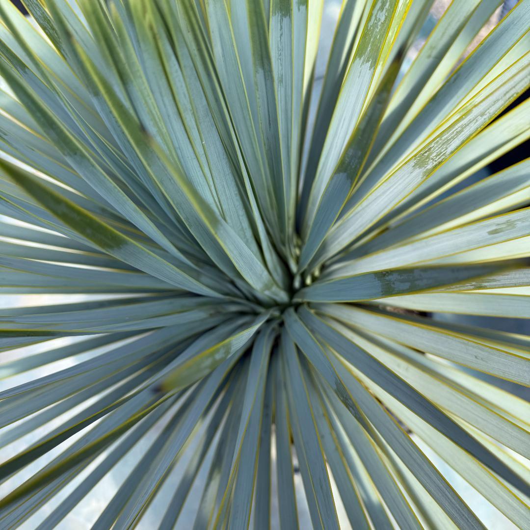 【AL915】ユッカ　ロストラータ