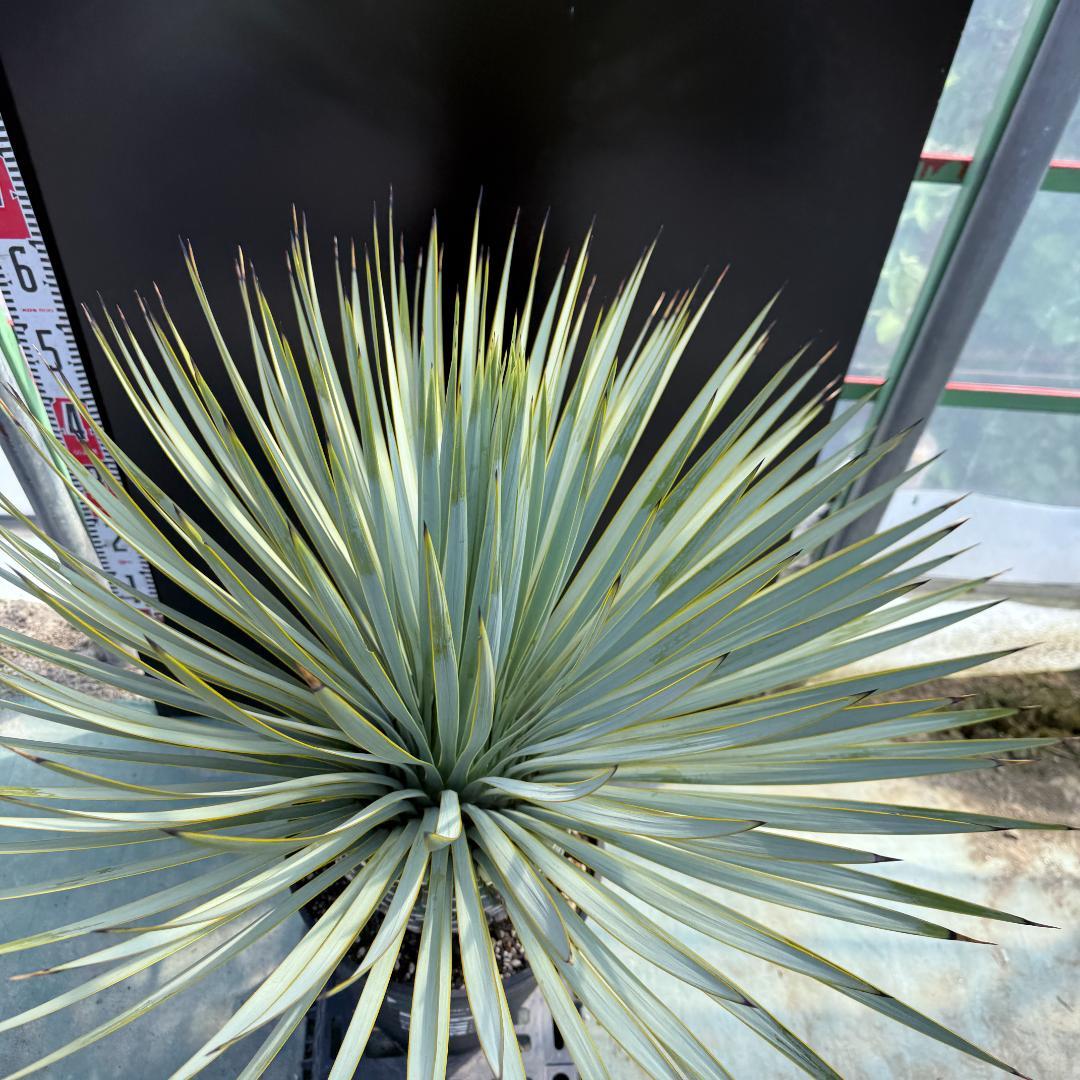 【AL915】ユッカ　ロストラータ