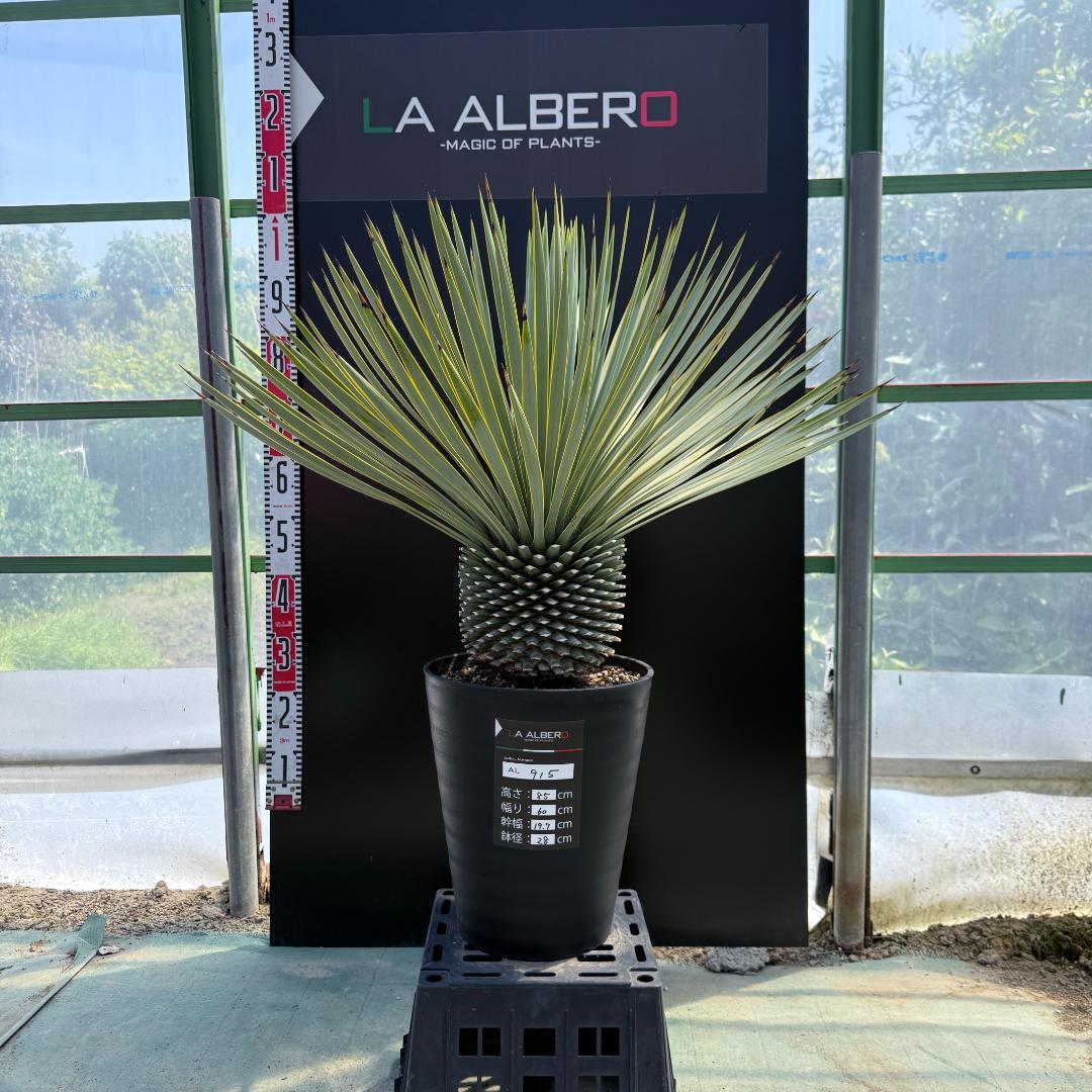 【AL915】ユッカ　ロストラータ