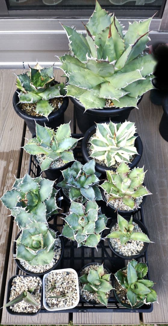 アガベ チタノタ/オテロイ　まとめ売り