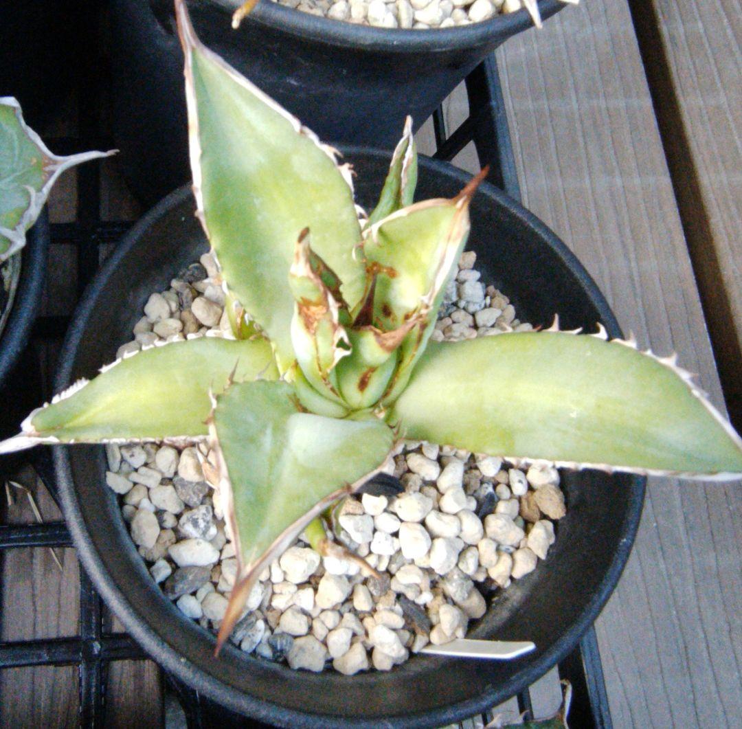 アガベ チタノタ/オテロイ　まとめ売り