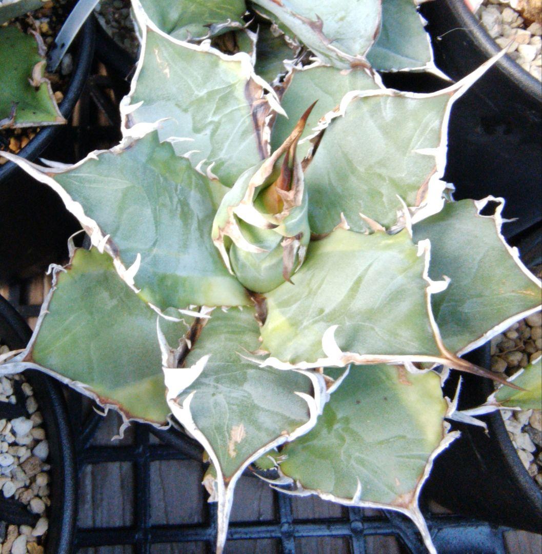 アガベ チタノタ/オテロイ　まとめ売り