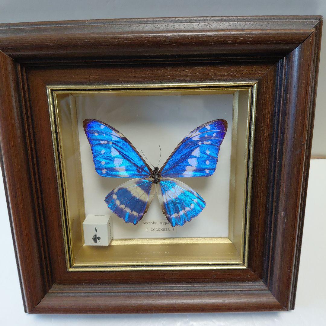 キプリスモルフォ蝶　コロンビア　壁掛け