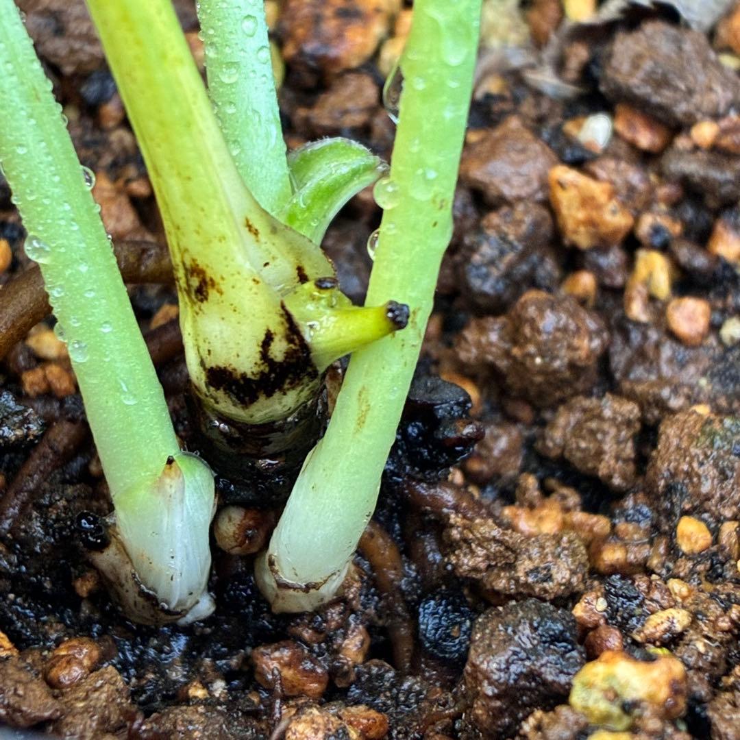 k*2様 ☘️超レア☘️根パンパン❤️しっかり元気株❤️92⭐️唯一無二【クッキ