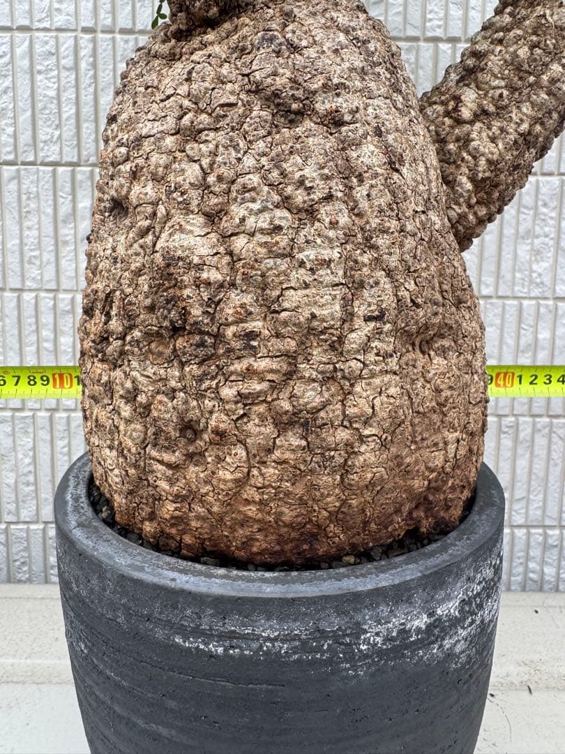 インボイス発行可 オペルクリカリア パキプス 幹幅18㎝ 発根済み 三州