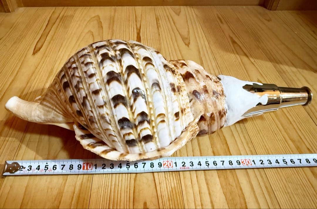 大型修験道法螺貝　38.5㎝　山伏　密教　魔除け　熊よけ❣️ホラガイ　ほら貝