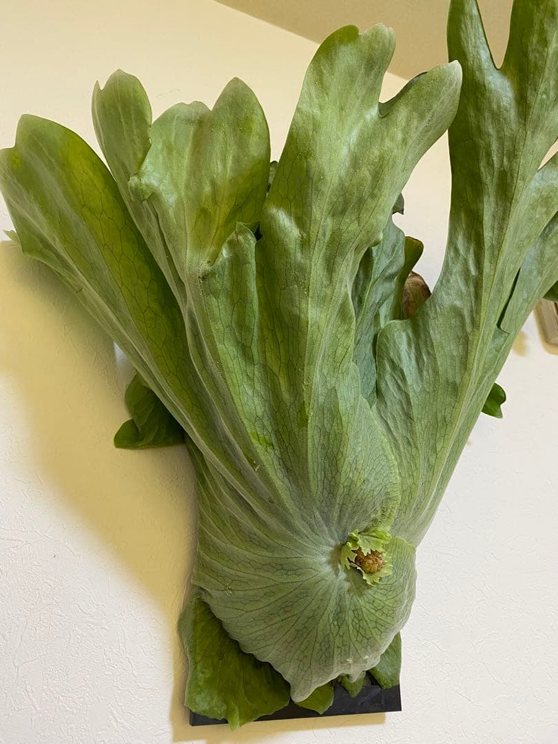 Platycerium 'Mentelosii' ビカクシダ　大株